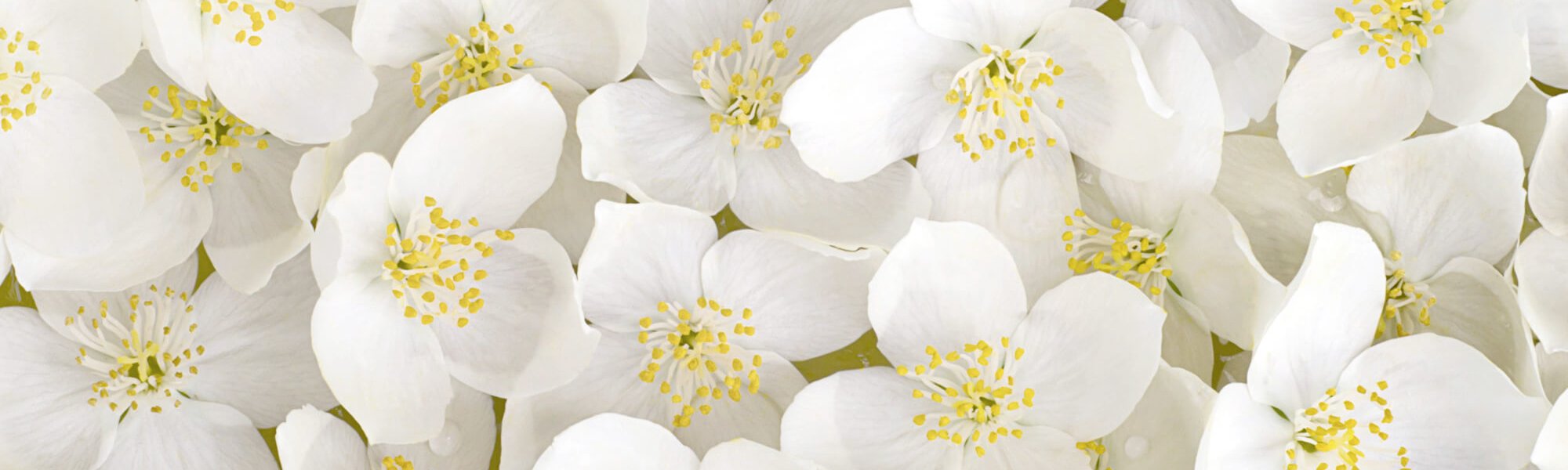 The Amazing Benefits Of Orange Blossom For Skin Article